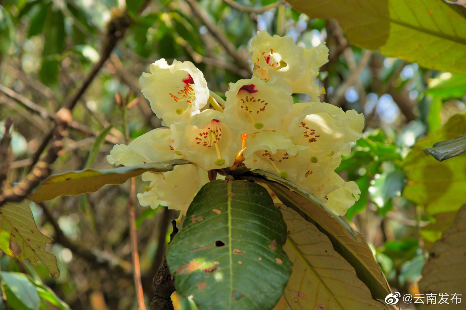 “云南发布”微博