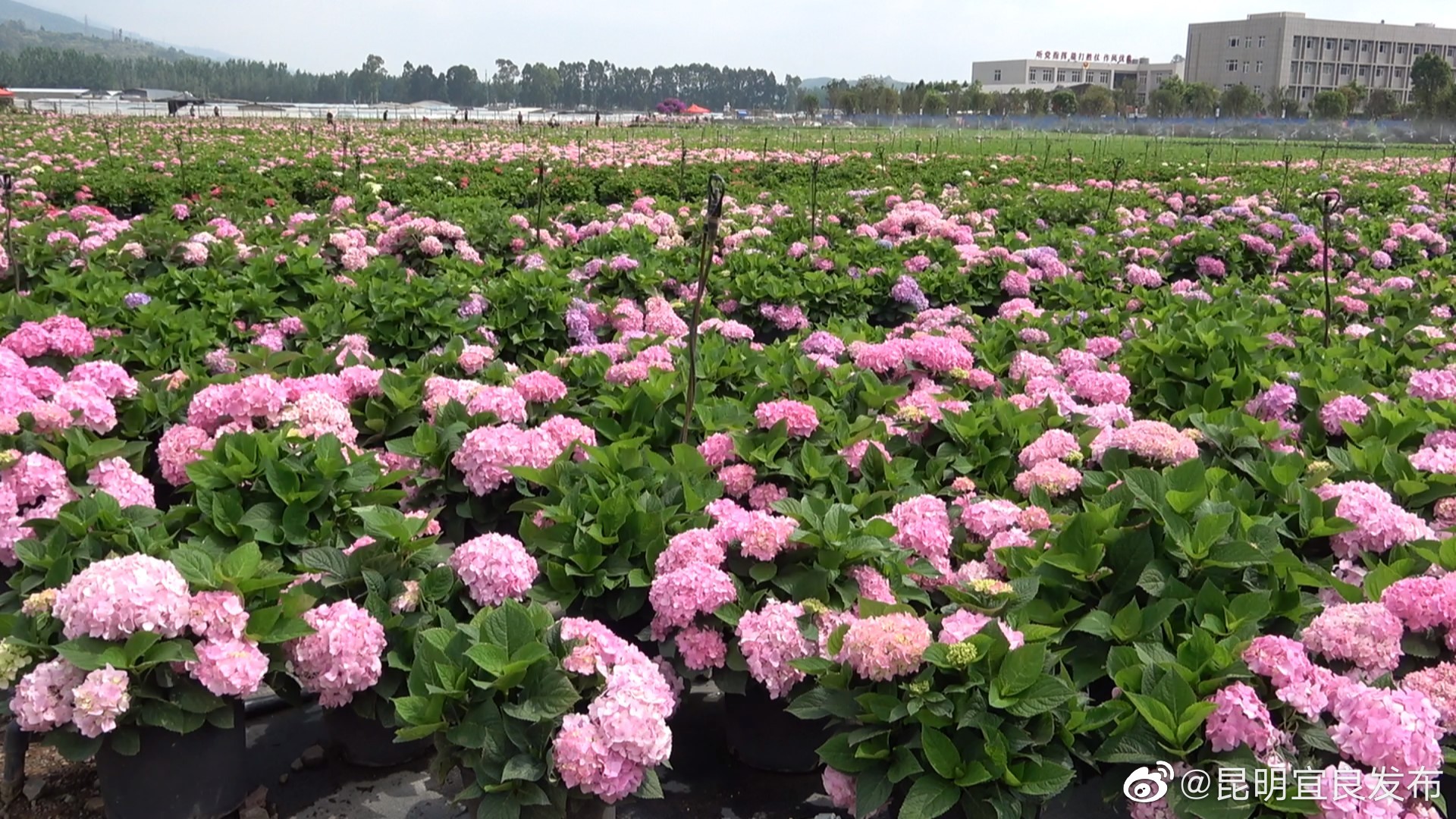 “昆明宜良发布”微博