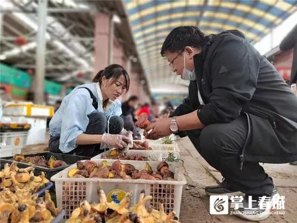 掌上春城