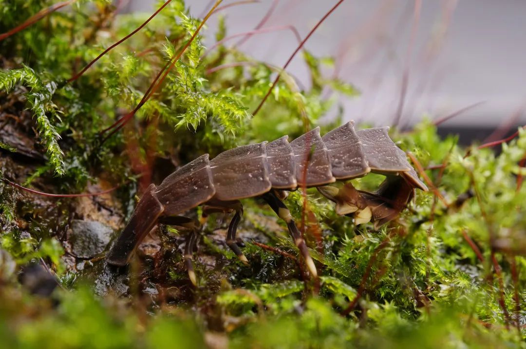 西双版纳望天树景区