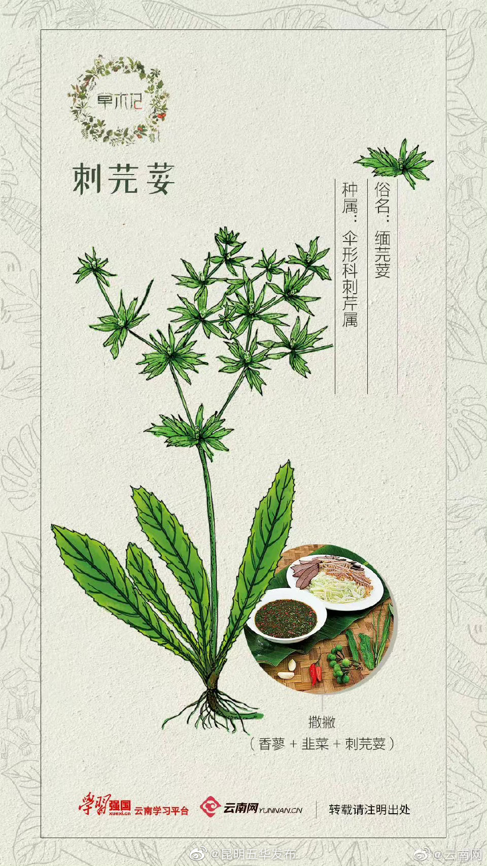 草木记 | 刺芫荽：是带刺的香菜，也是锦上添花的妙笔