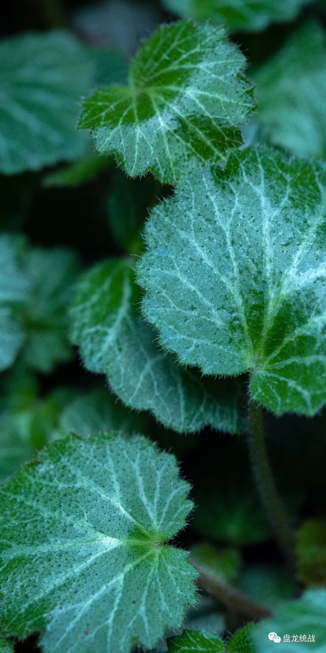 盘龙统战(微信)