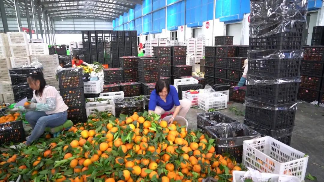大理电视台