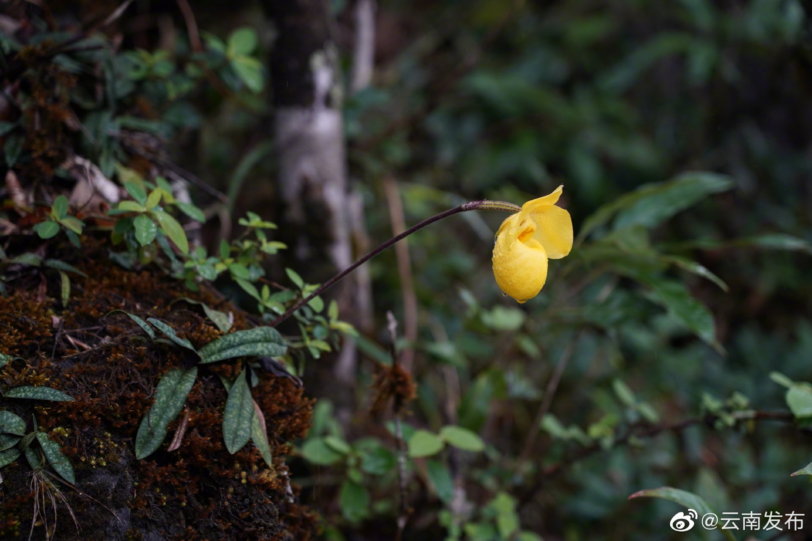 “云南发布”微博