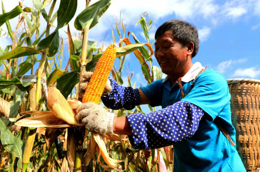 云南省人民政府网