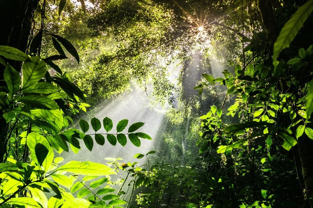 西双版纳望天树景区