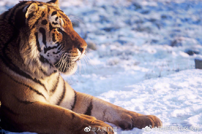 昆明市西山区发布