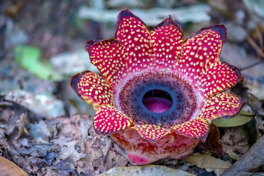 西双版纳望天树景区