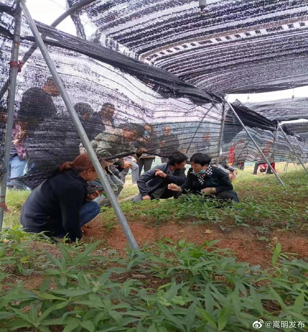 嵩明发布