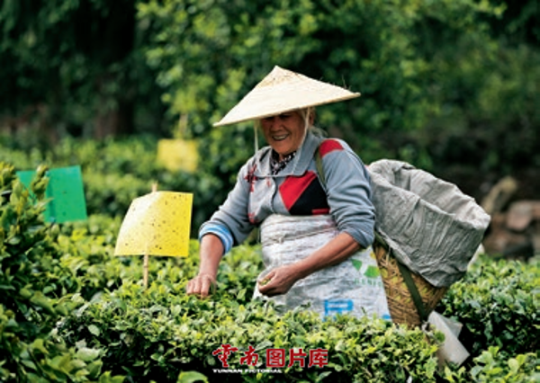 云南信息报