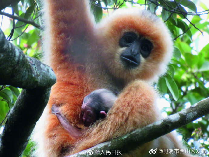 昆明市西山区发布