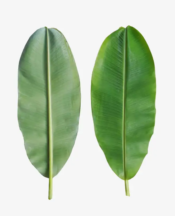 西双版纳望天树景区