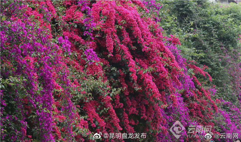 昆明盘龙发布