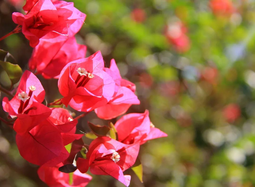 西双版纳望天树景区