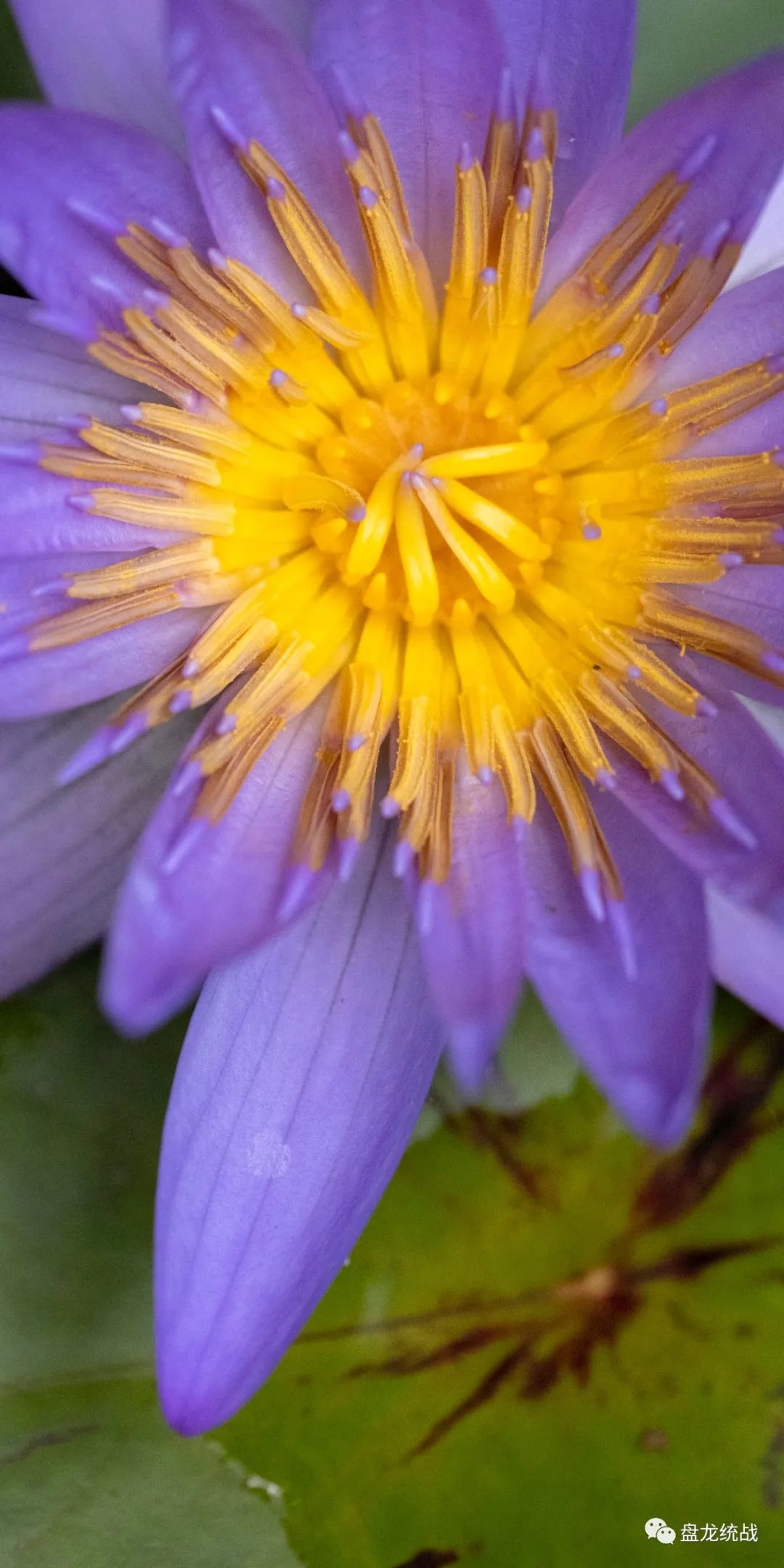 盘龙统战(微信)