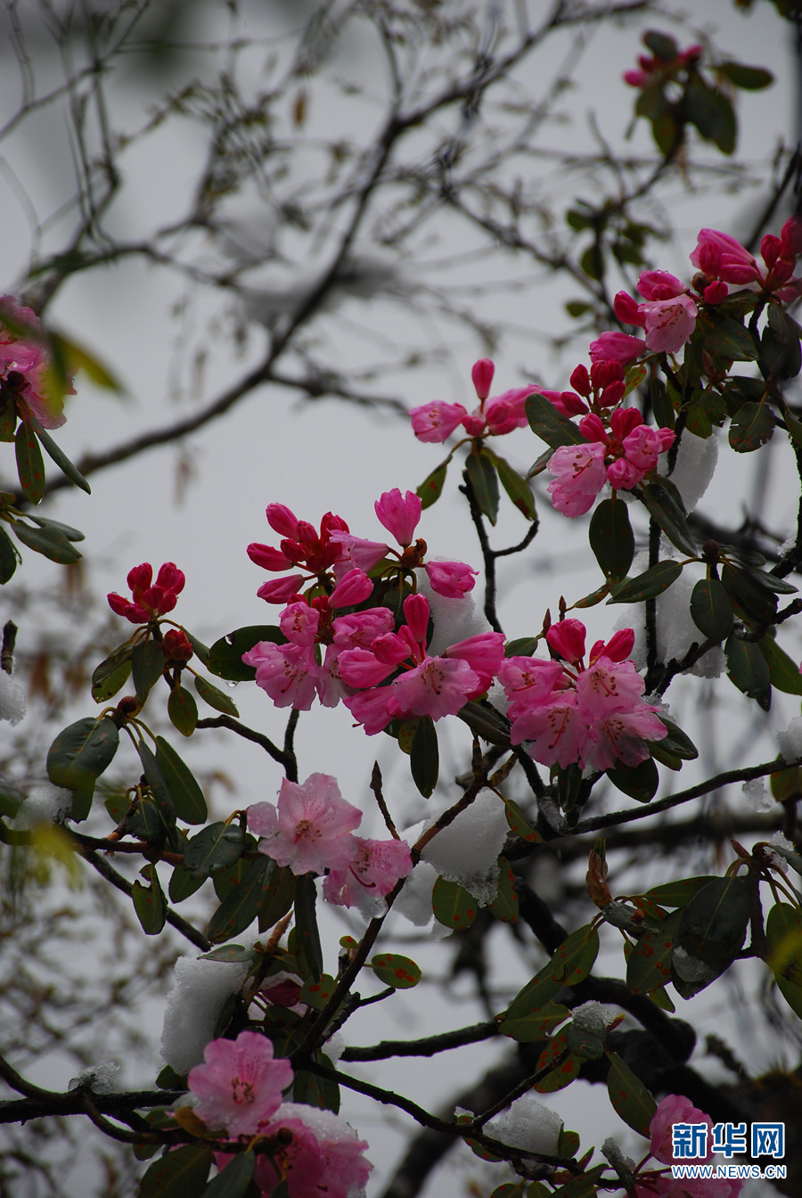 新华网云南频道