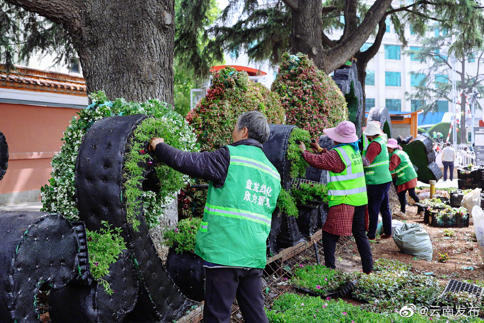夏季“上新”！昆明道路立体花坛景观有变化