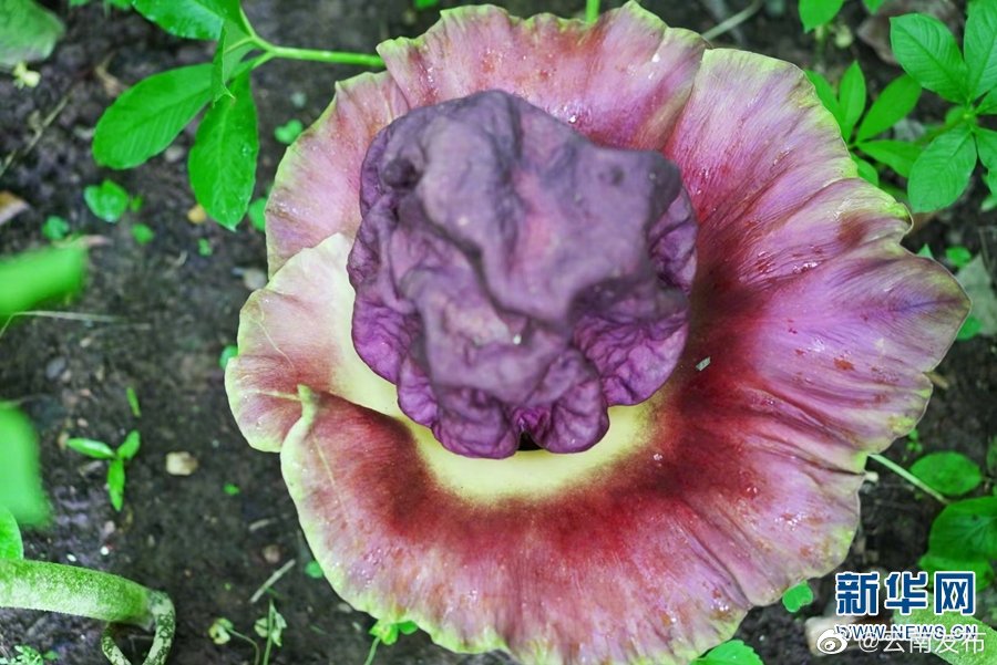 “云南发布”微博