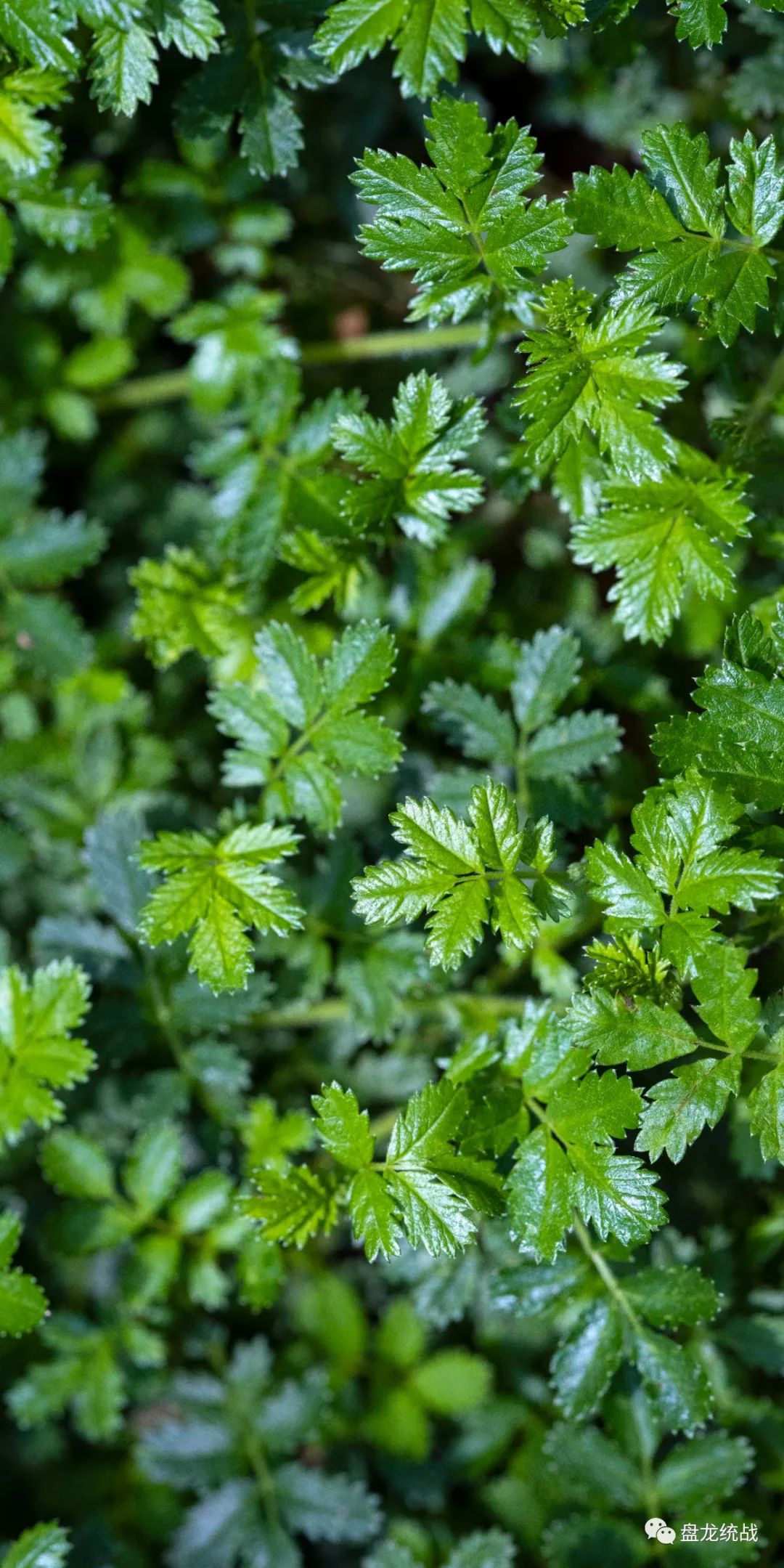 盘龙统战(微信)