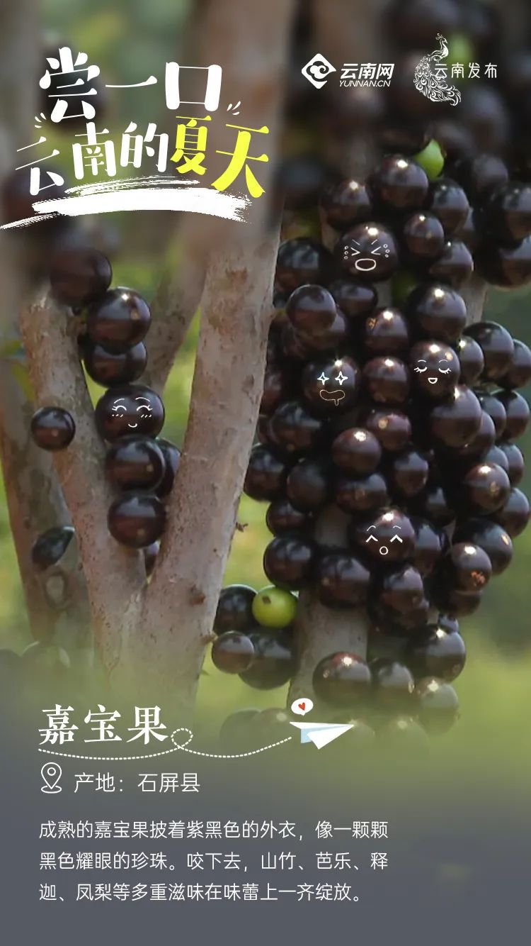 云南信息报