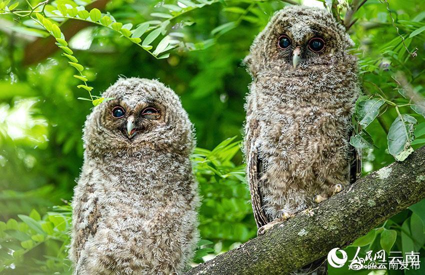 可爱！灰林鸮树上卖萌