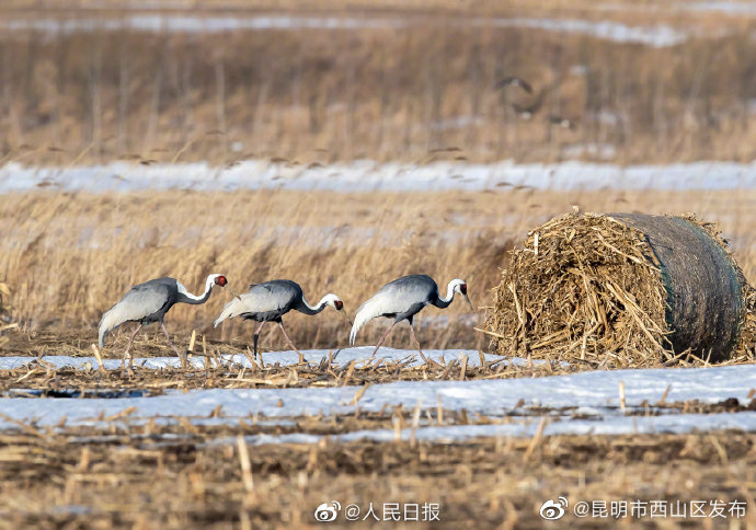 昆明市西山区发布