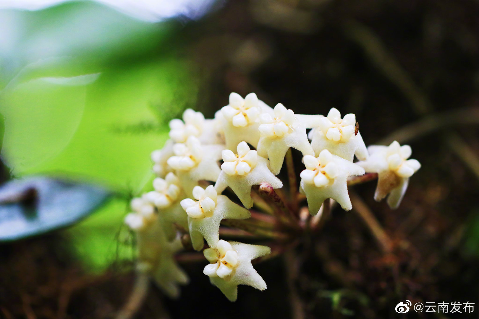 “云南发布”微博