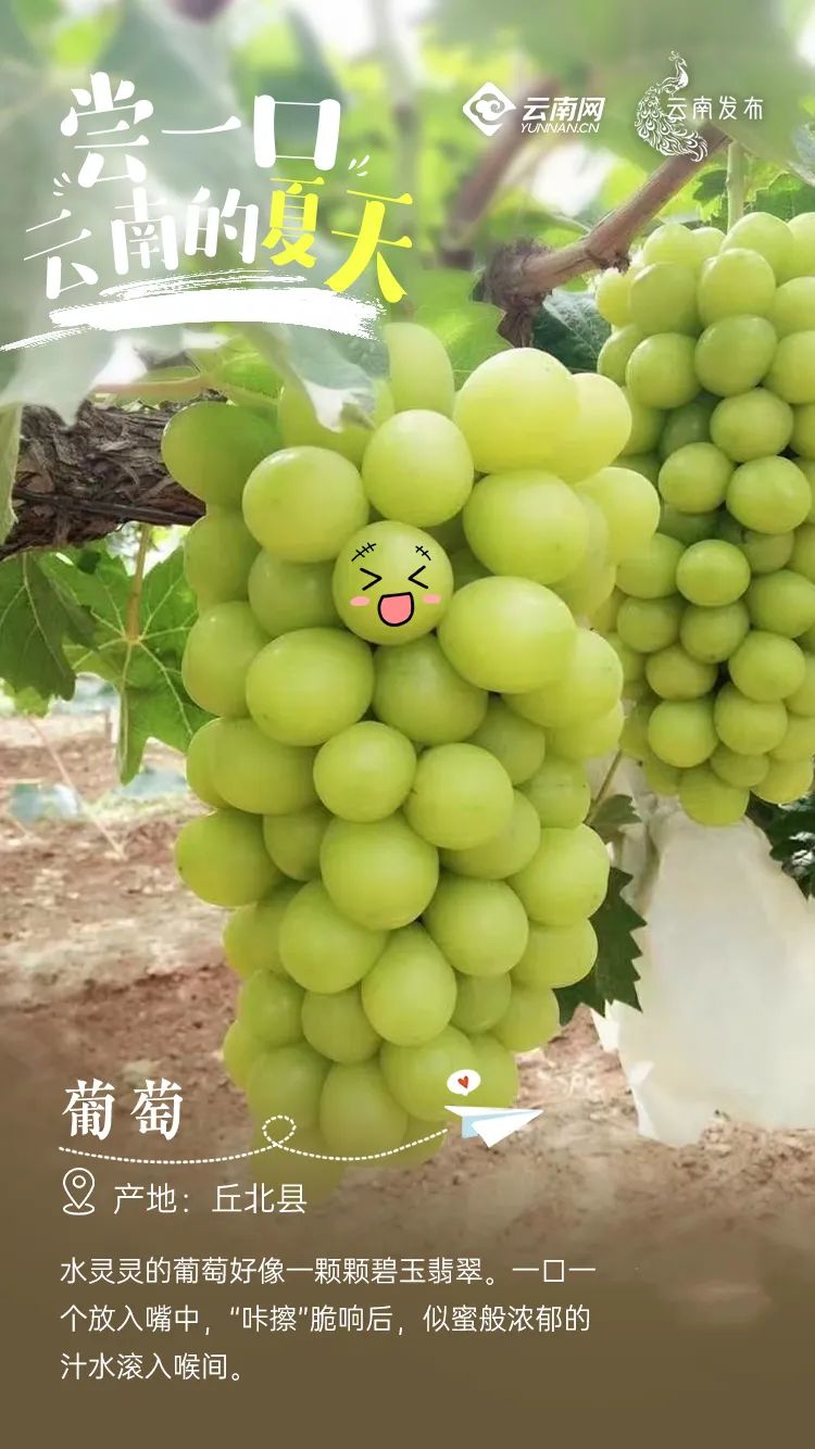 云南信息报
