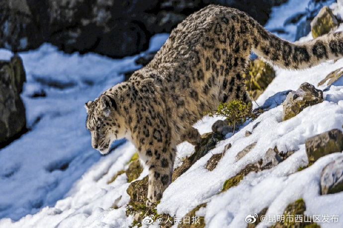 昆明市西山区发布