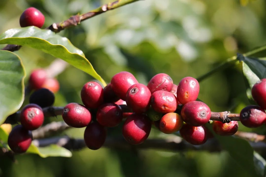 云南省人民政府网