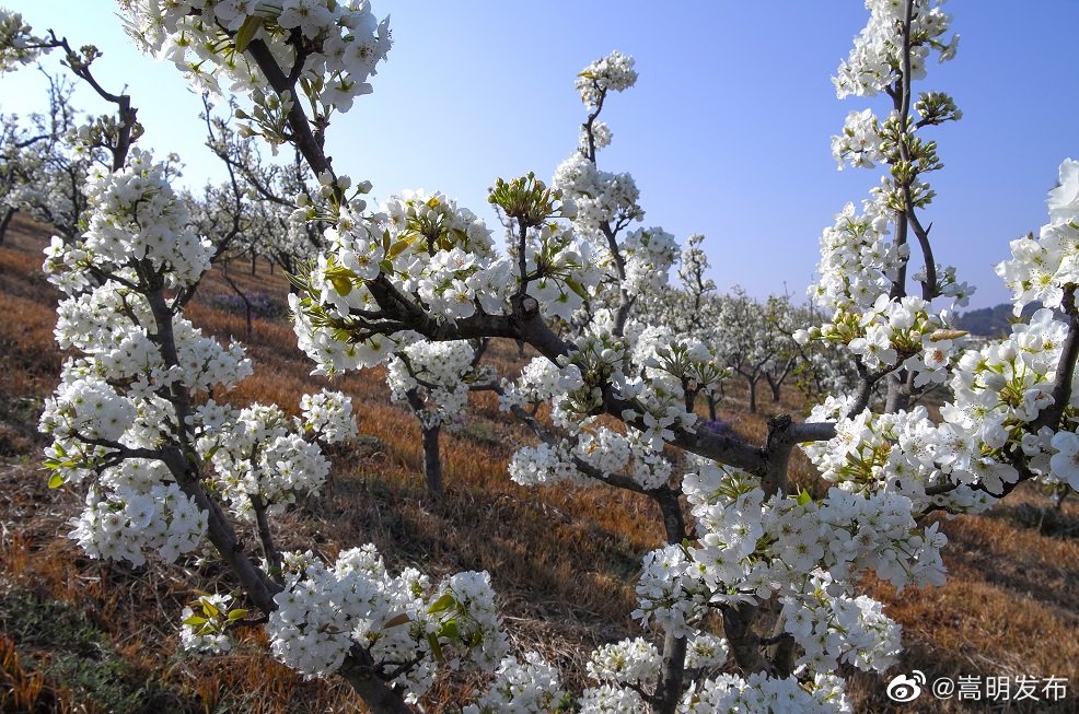 嵩明县未来24小时天气预报