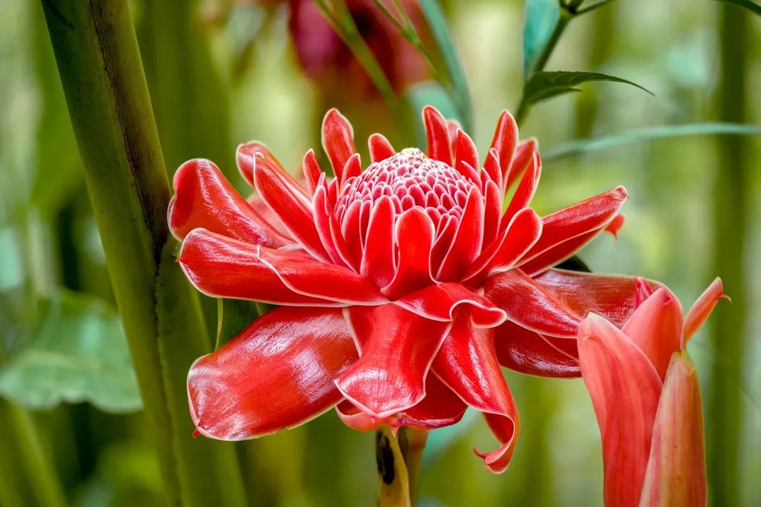 西双版纳望天树景区