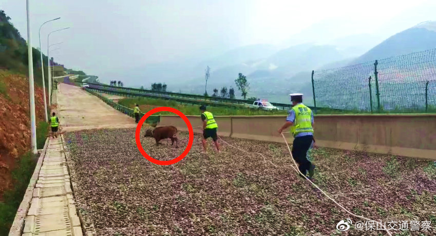 保山交通警察微博