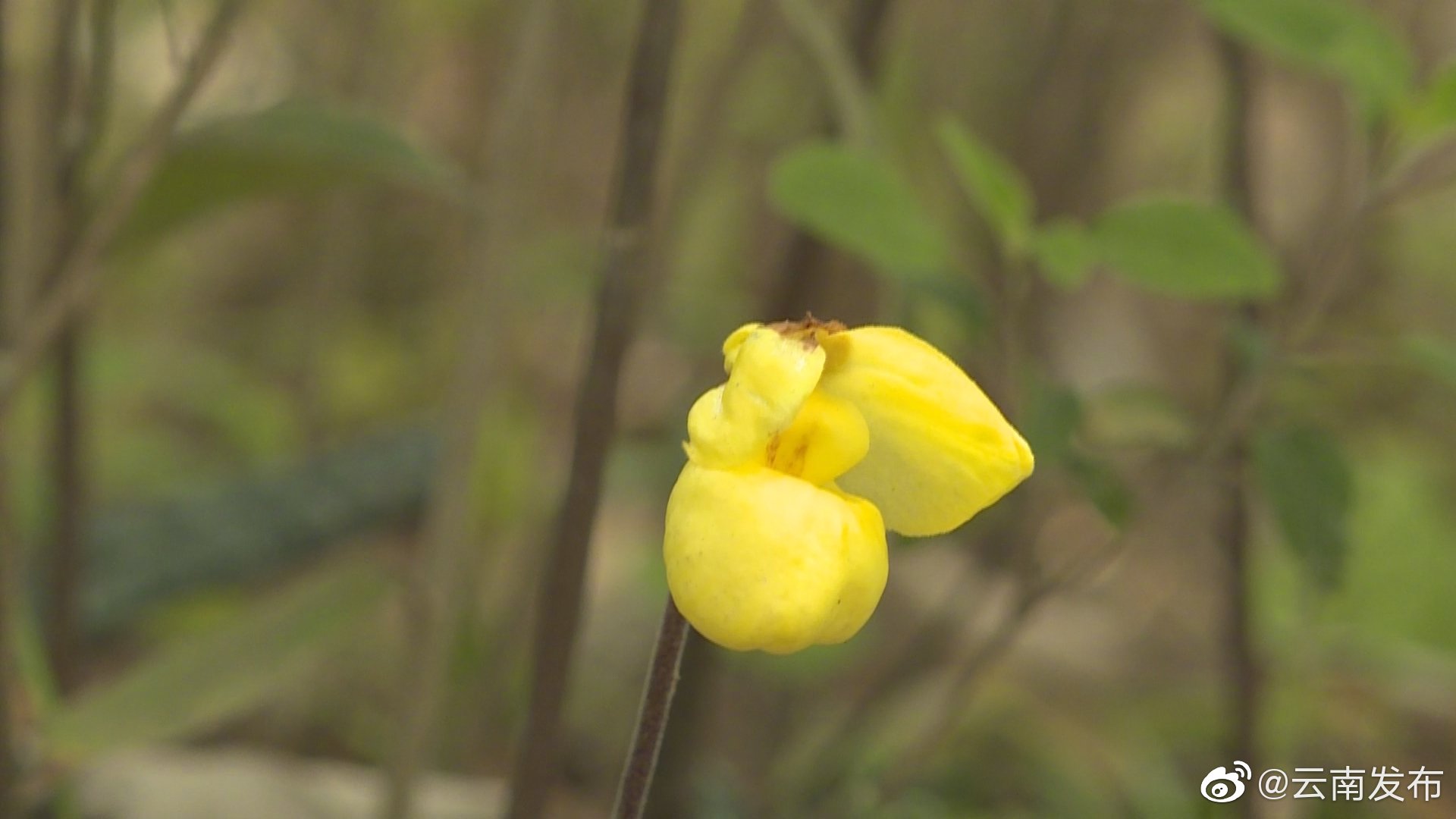 “云南发布”微博