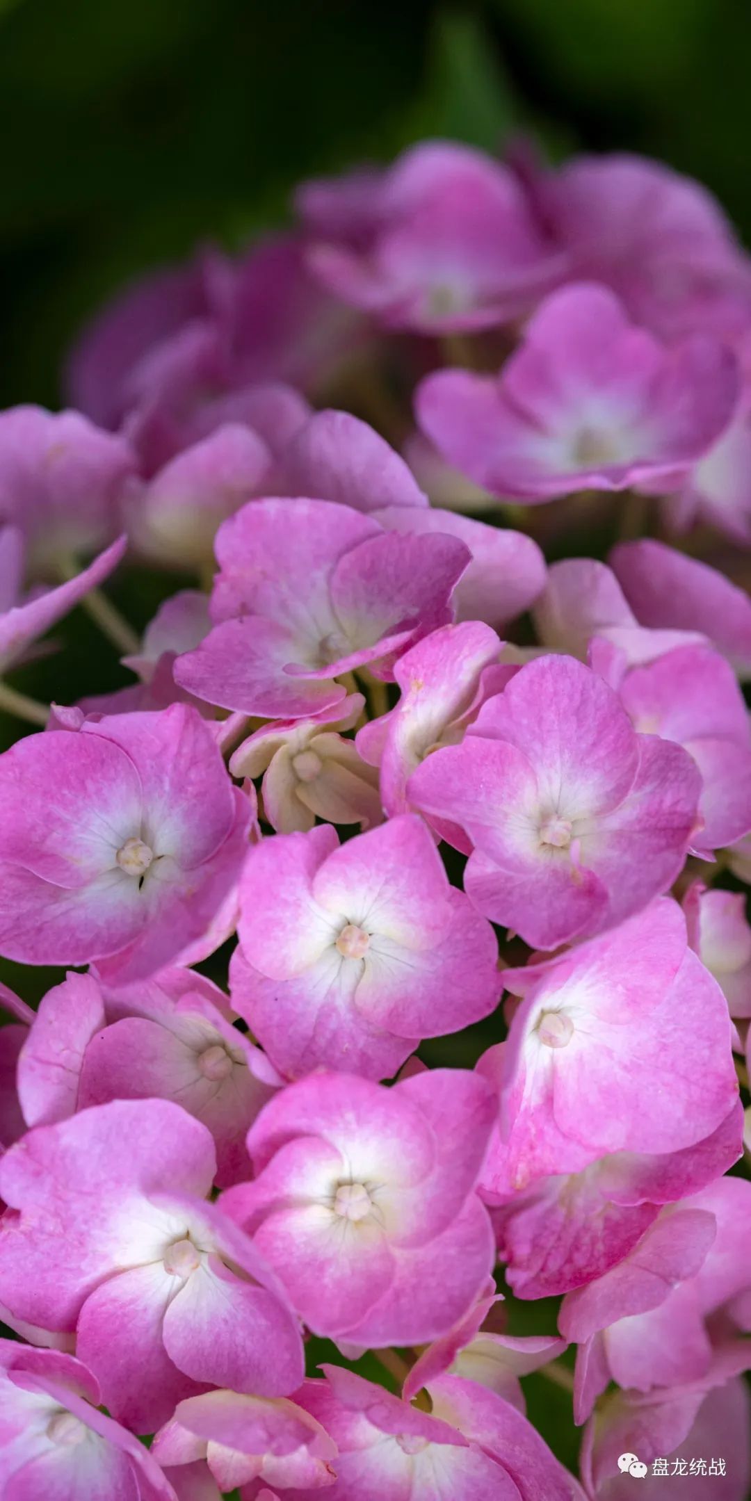 盘龙统战(微信)