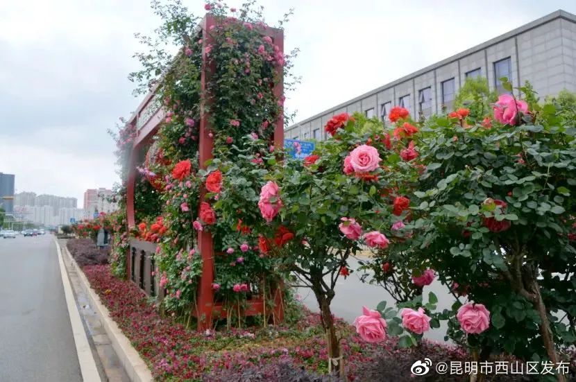 昆明市西山区发布