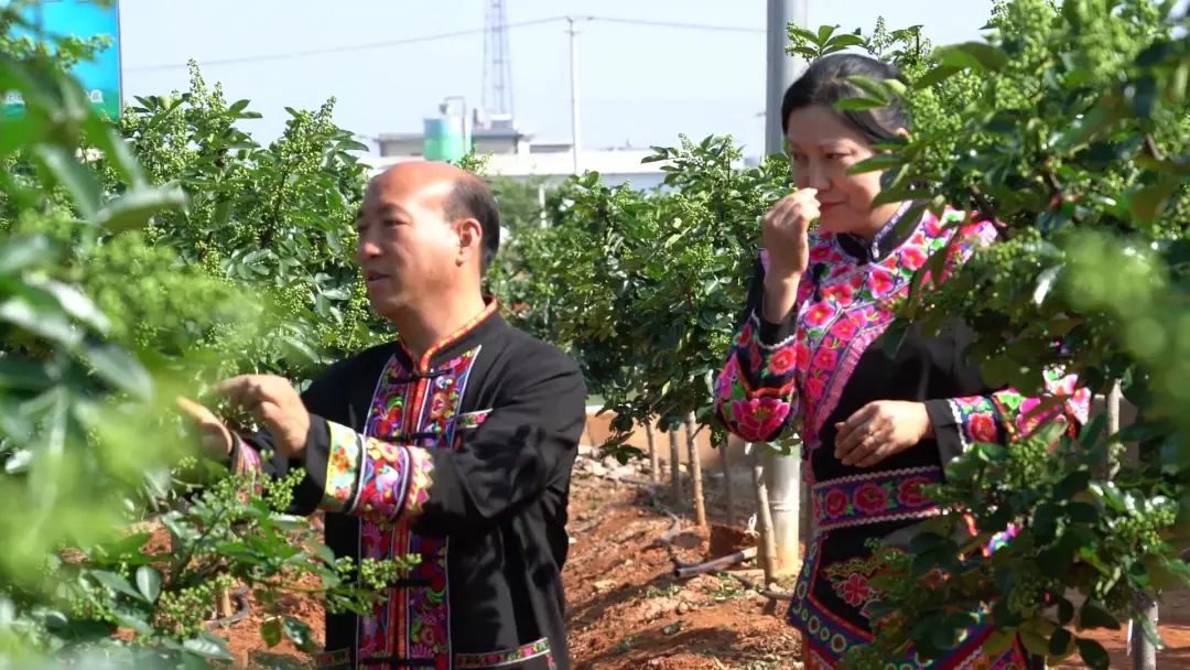 大理电视台