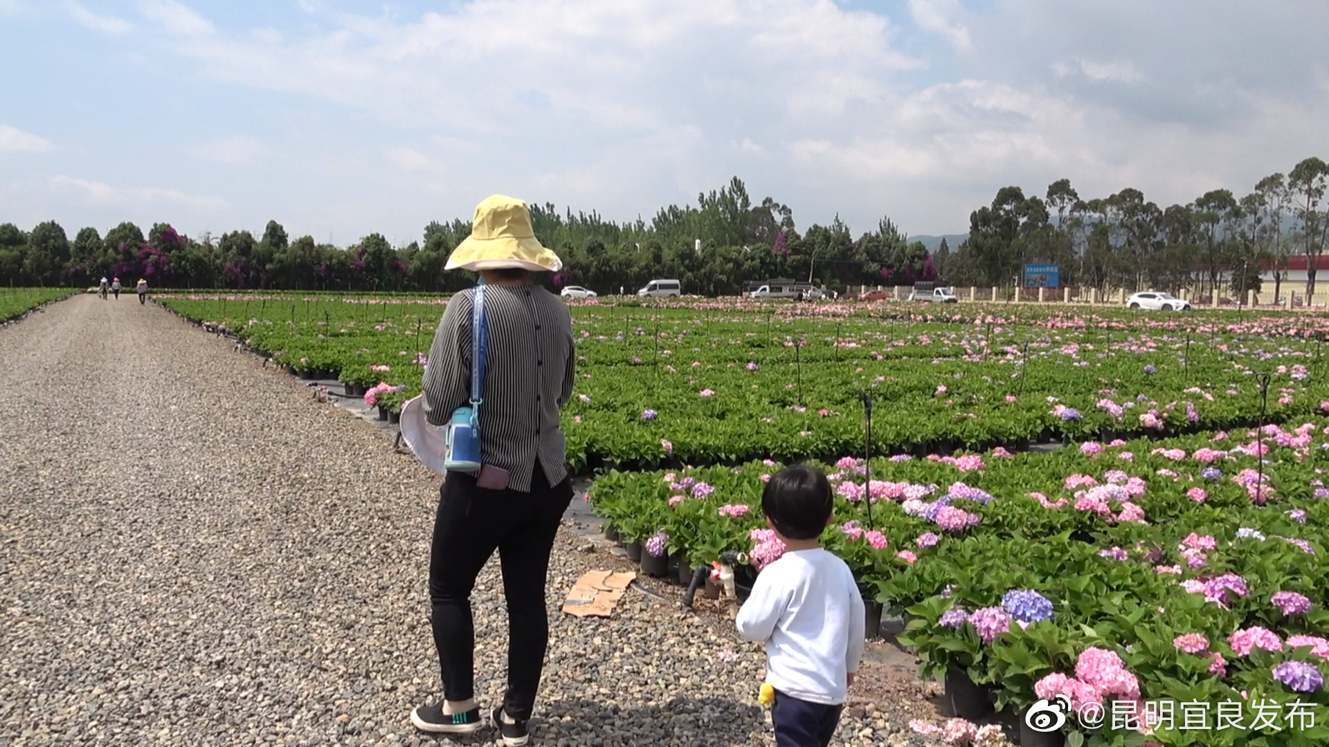 “昆明宜良发布”微博