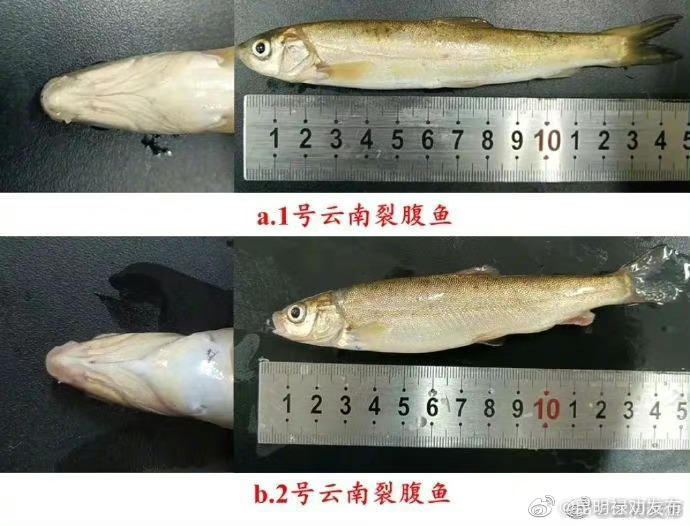 云南四大名鱼之一！大理洱源县海西海水库发现野生云南裂腹鱼