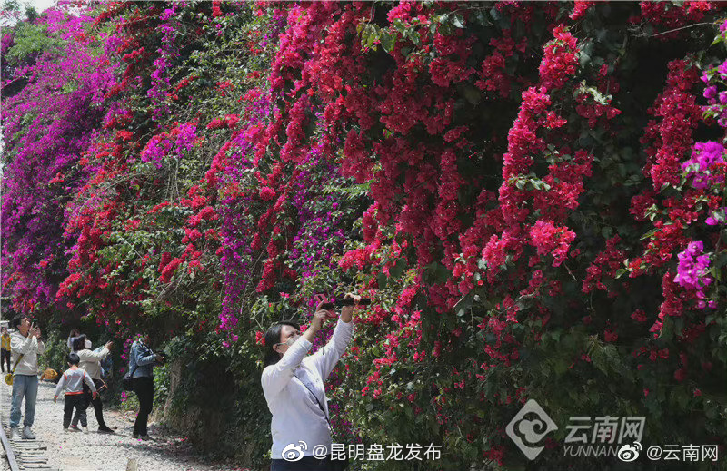 昆明盘龙发布