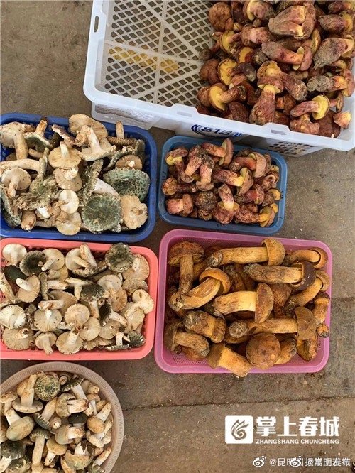 嵩明发布