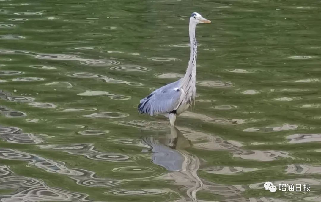 昭通日报