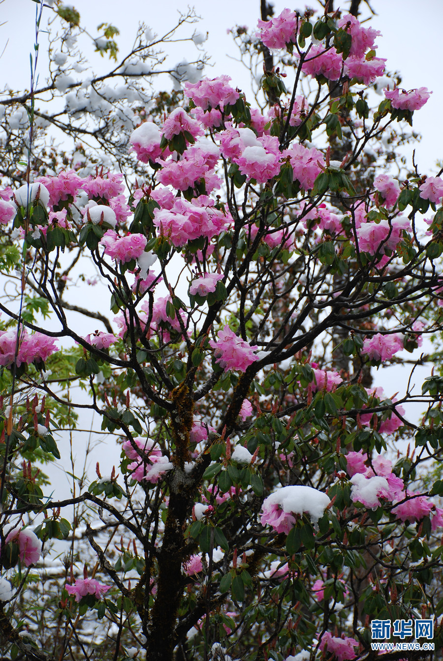 新华网云南频道