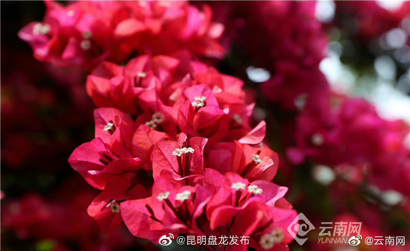昆明盘龙发布