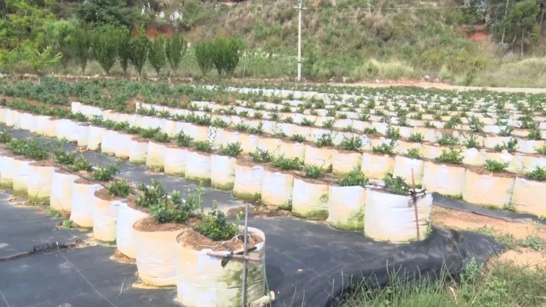 玉溪发布