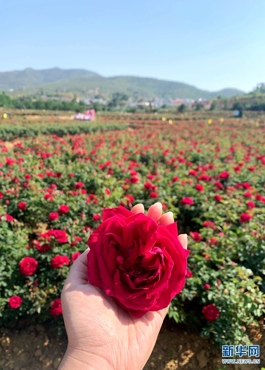 云南省文化和旅游厅