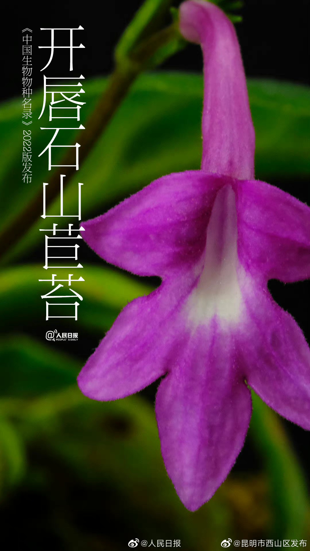 昆明市西山区发布