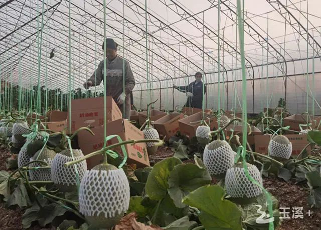 玉溪先锋