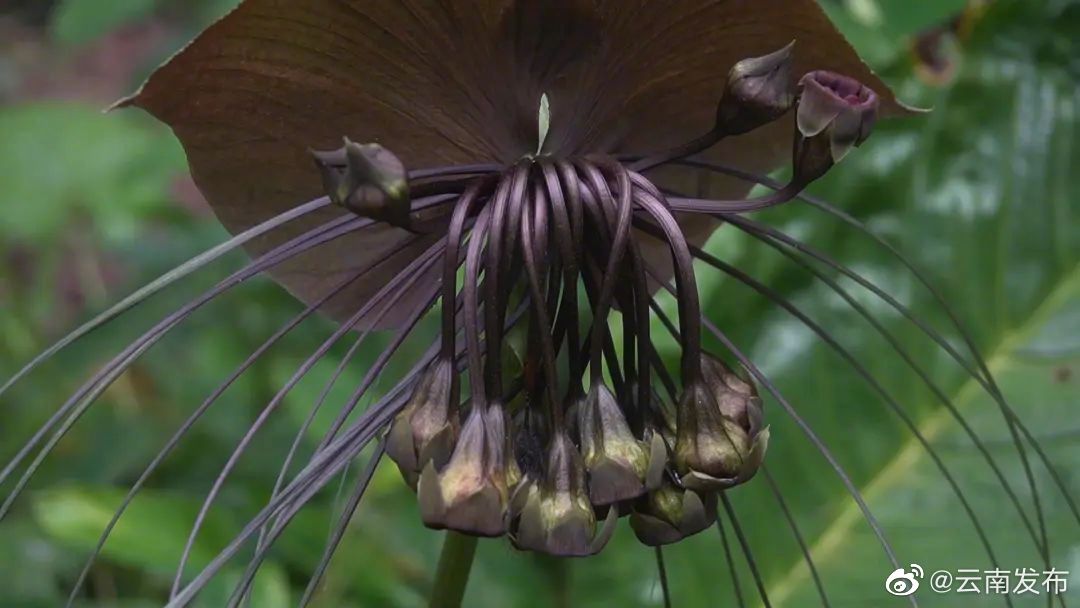 “云南发布”微博