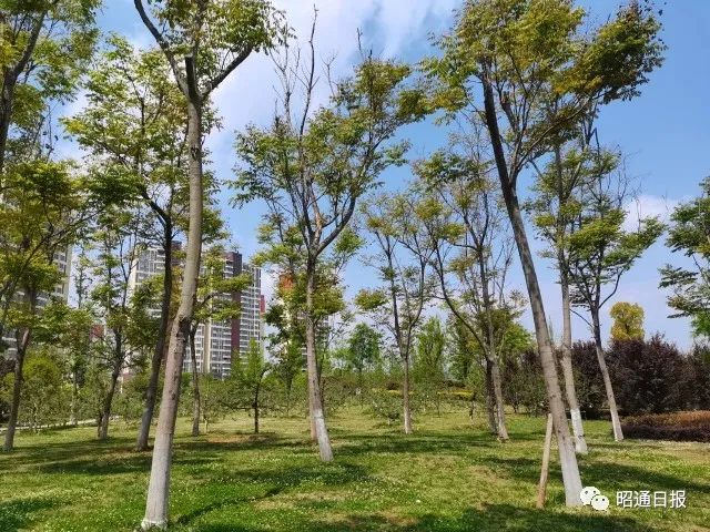昭通日报